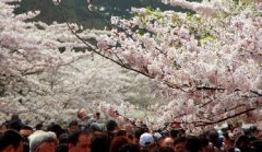 你見(jiàn)過(guò)空無(wú)一人的中山公園櫻花大道嗎？美！